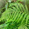 Vibrant Bracken Fern frond with delicate feathery green leaves