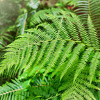 Vibrant Bracken Fern frond with delicate feathery green leaves