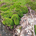 Vibrant Broom Forkmoss in dense green clumps on rocky ground