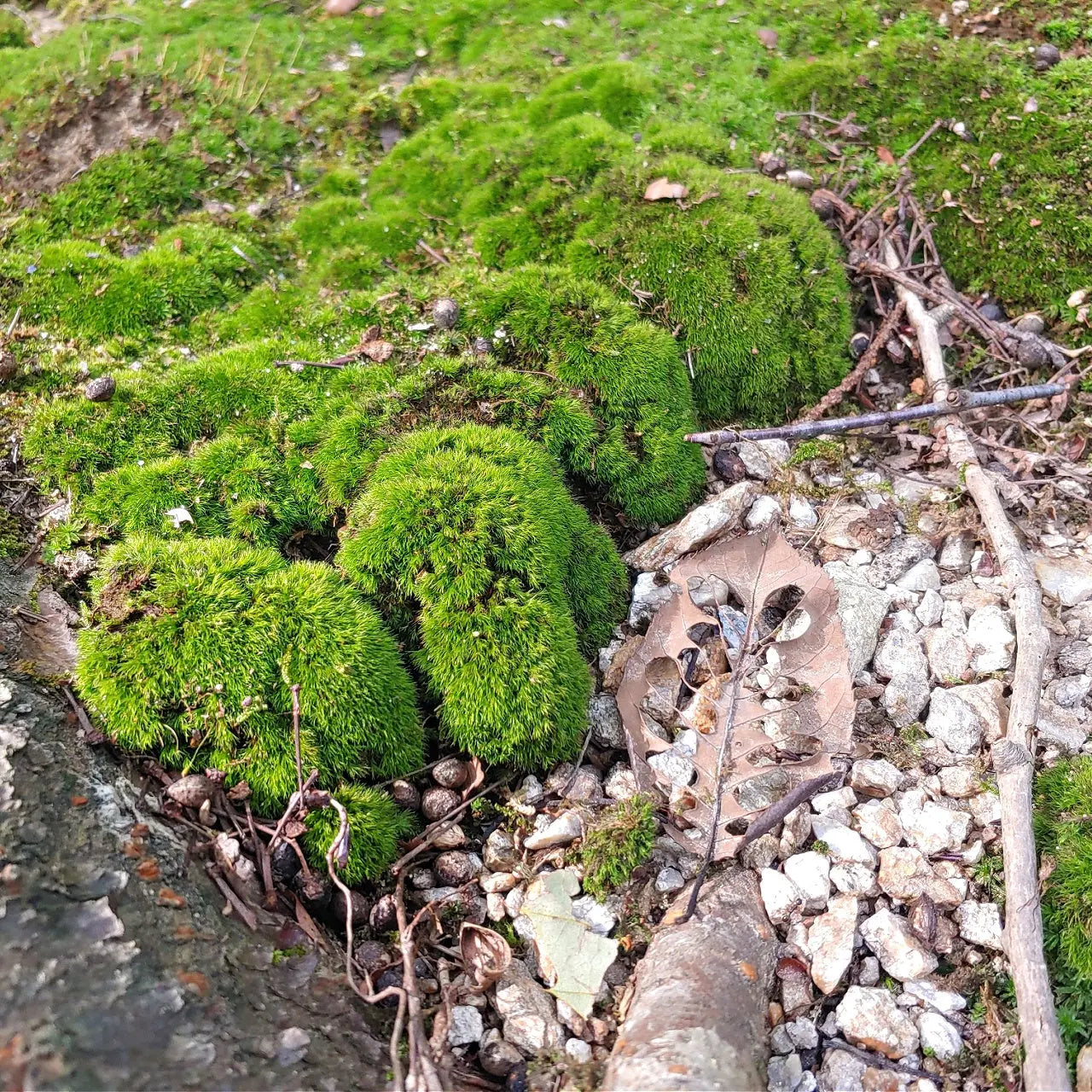 Vibrant Broom Forkmoss in dense green clumps on rocky ground