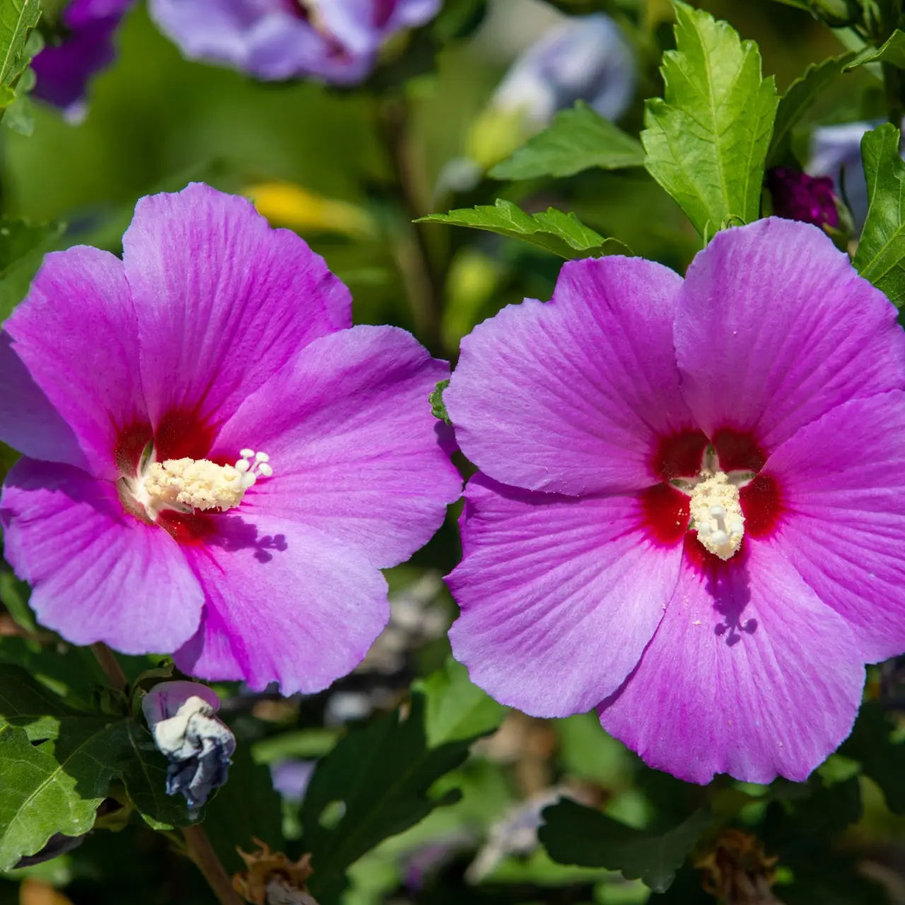 Vibrant purple hibiscus flowers with yellow centers on Pink Hibiscus Shrub