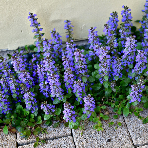 Bugleweed Plants