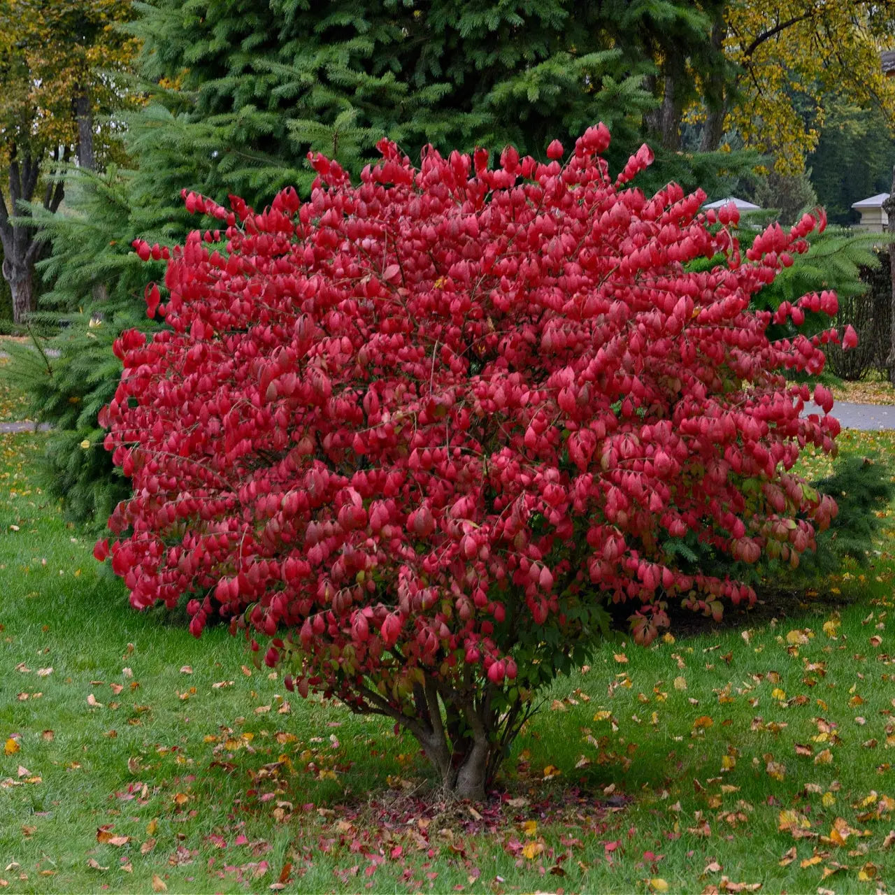 Vibrant Burning Bush shrub with red leafy foliage amid green evergreens and autumn leaves