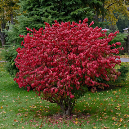 Vibrant Burning Bush shrub with red leafy foliage amid green evergreens and autumn leaves