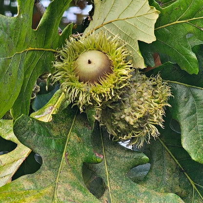 Two Burr Oak acorns with spiky cap and husked shell among serrated leaves