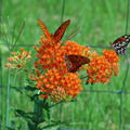 Vibrant Butterfly Weed orange milkweed flowers with butterflies