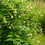Button bush shrubs with vibrant green leaves and fluffy white spherical flowers