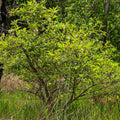 Button bush live stakes with lush green foliage and delicate white flowers