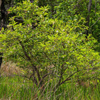 Button bush live stakes with lush green foliage and delicate white flowers