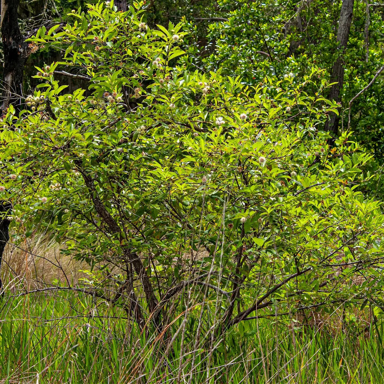 Button bush live stakes with lush green foliage and delicate white flowers