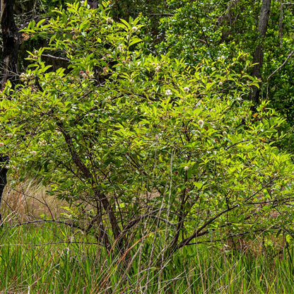 Button bush live stakes with lush green foliage and delicate white flowers