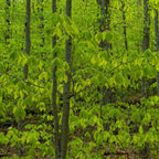 American Beech Seedling: dense forest of young trees with vibrant green leaves