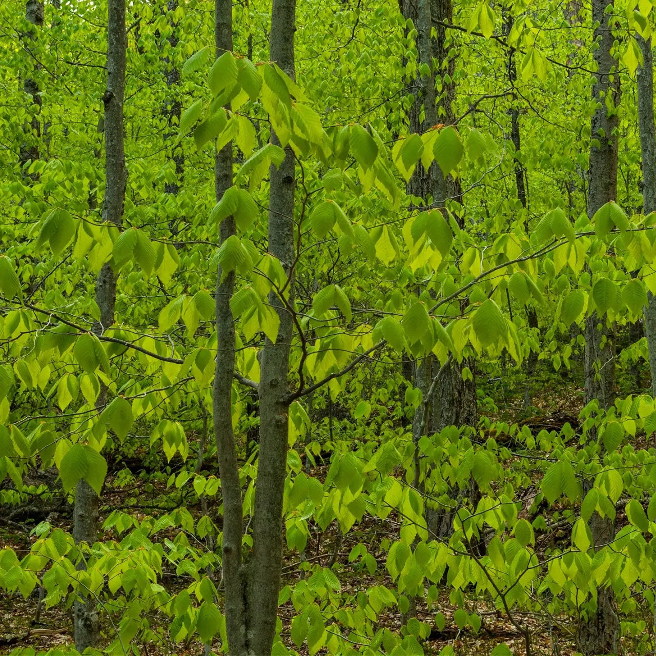 American Beech Seedling: dense forest of young trees with vibrant green leaves