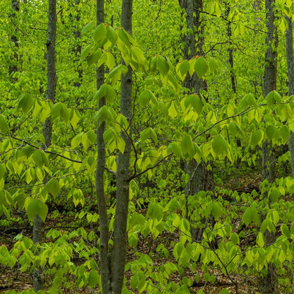 American Beech Seedling: dense forest of young trees with vibrant green leaves
