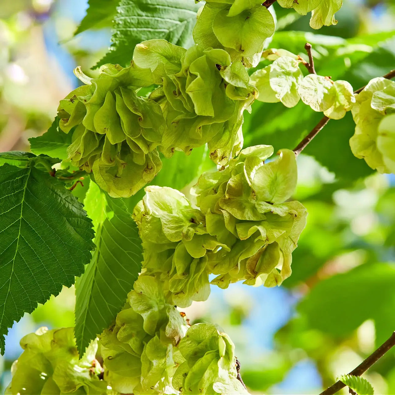 American Elm Tree with pale green winged seed clusters among leaves