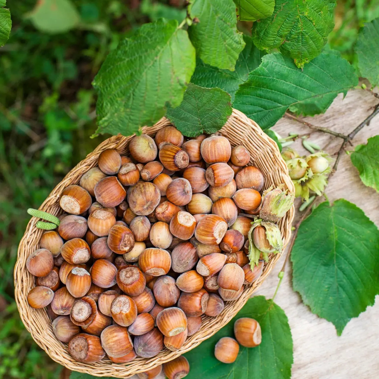 Hazelnut Trees For Sale Wholesale – Tennessee Wholesale Nursery