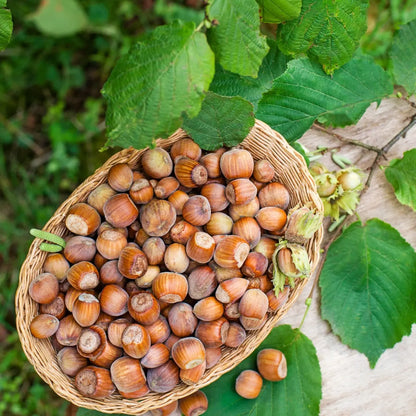 American Hazelnut: wicker basket of fresh brown hazelnuts and green leaves