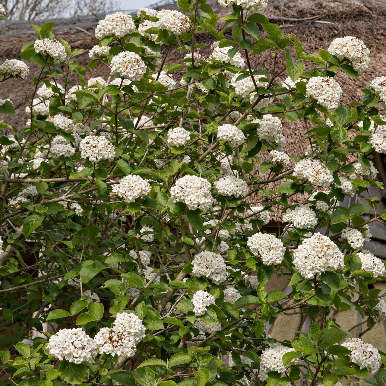 Lush white hydrangea blossoms on Arrowwood Viburnum Shrub with green leaves