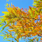 Bald Cypress Tree autumn foliage: green to yellow-orange needles, blue sky