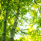 Tall slender bamboo stalks with vibrant green leaves in Bamboo Plant