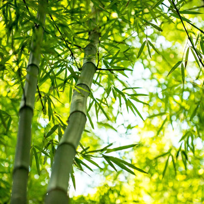 Tall slender bamboo stalks with vibrant green leaves in Bamboo Plant