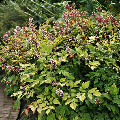 White baneberry plant with lush green foliage, yellow-tinged leaves, and delicate white berries on reddish stems