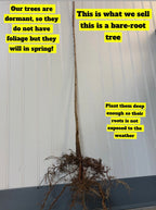 Black Locust