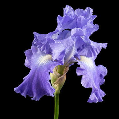 Delicate lavender bearded iris with ruffled petals and white center on black background