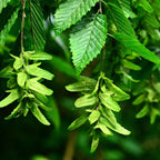 Green leafy elm seed pods hanging from American Beech Tree branches