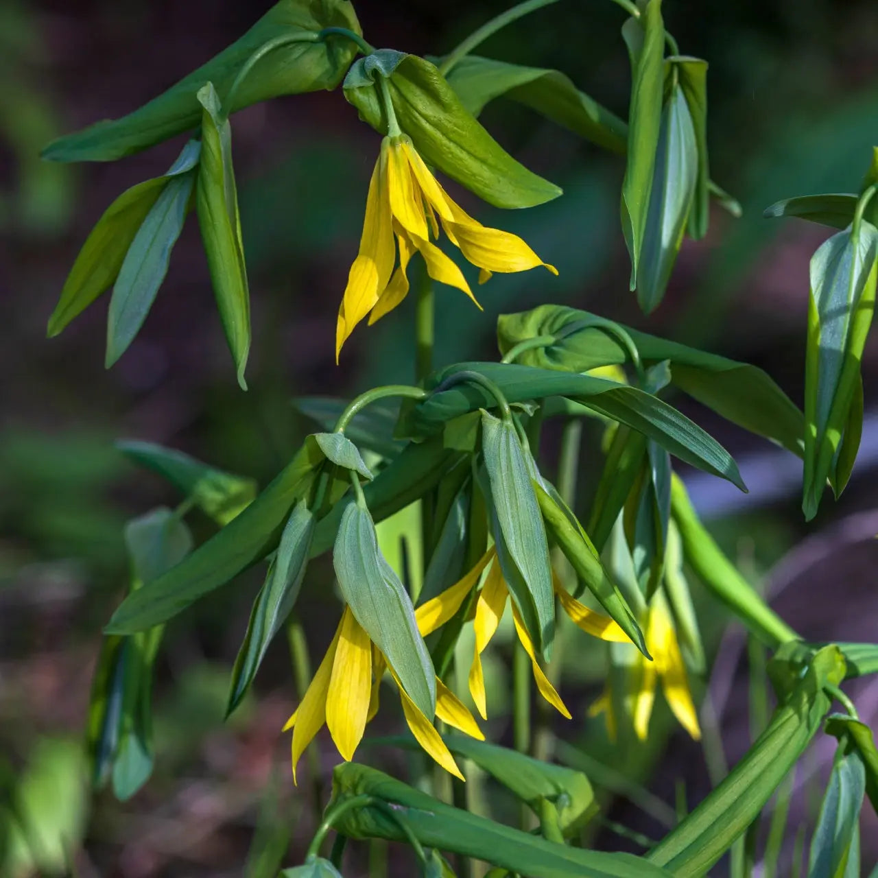 Bellflower plant with yellow bell-shaped flowers on green stems and glossy leaves