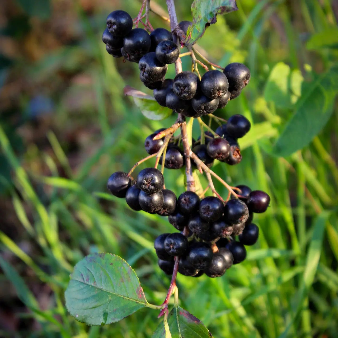 Glossy black chokeberry cluster on shrub branch with green leaves