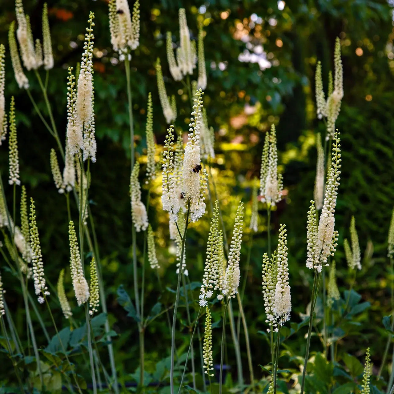 Black cohosh plant with delicate white flower spikes on slender green stems