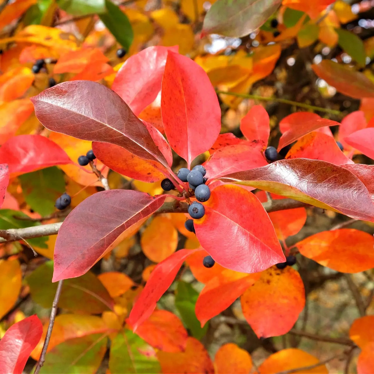 Black gum tree branch with vibrant red orange autumn leaves and dark blue berries