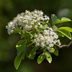 Black haw Viburnum delicate white flowers with yellow stamens and green leaves