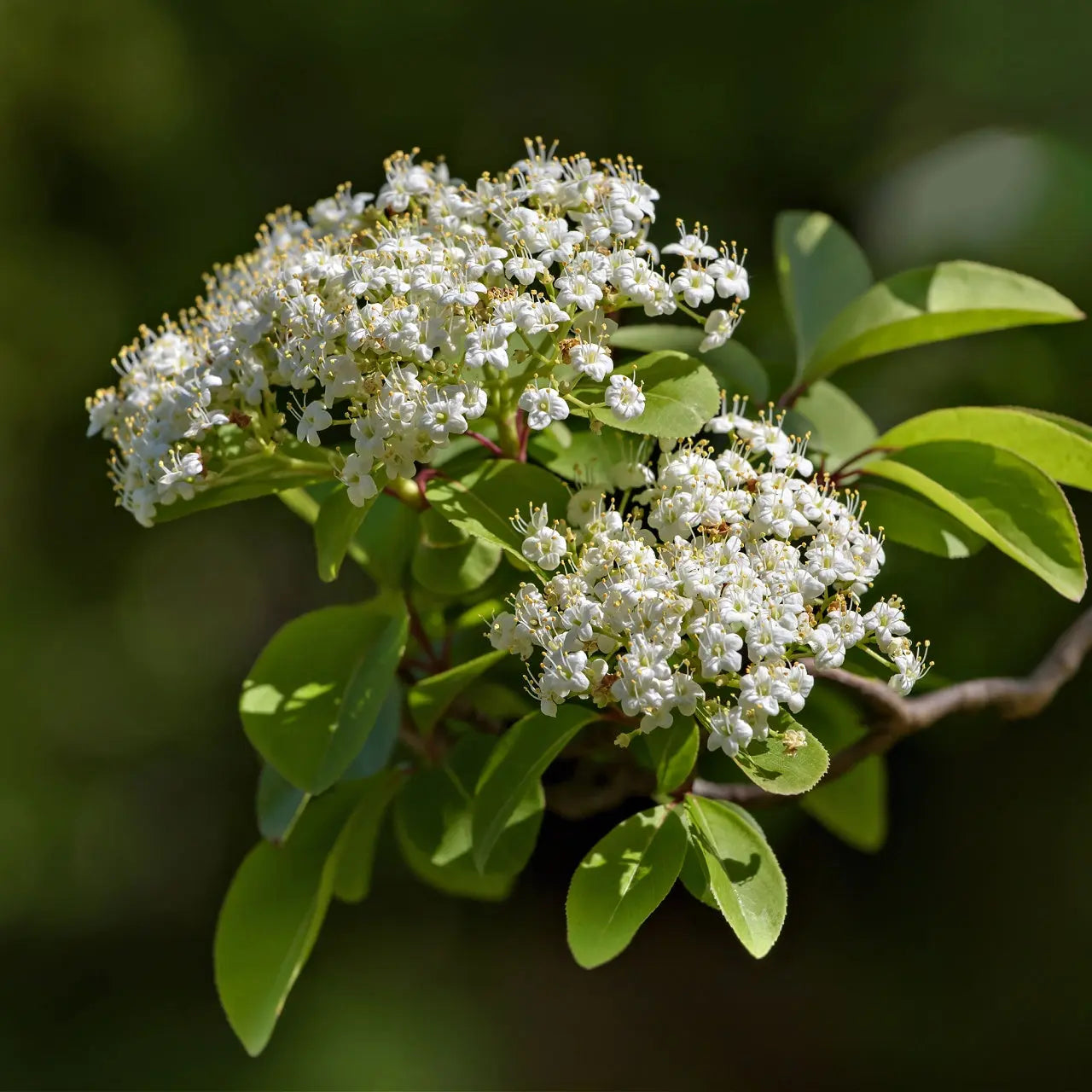Black haw Viburnum delicate white flowers with yellow stamens and green leaves