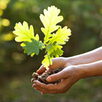 Young Black Oak seedling with green lobed leaves in cupped hands