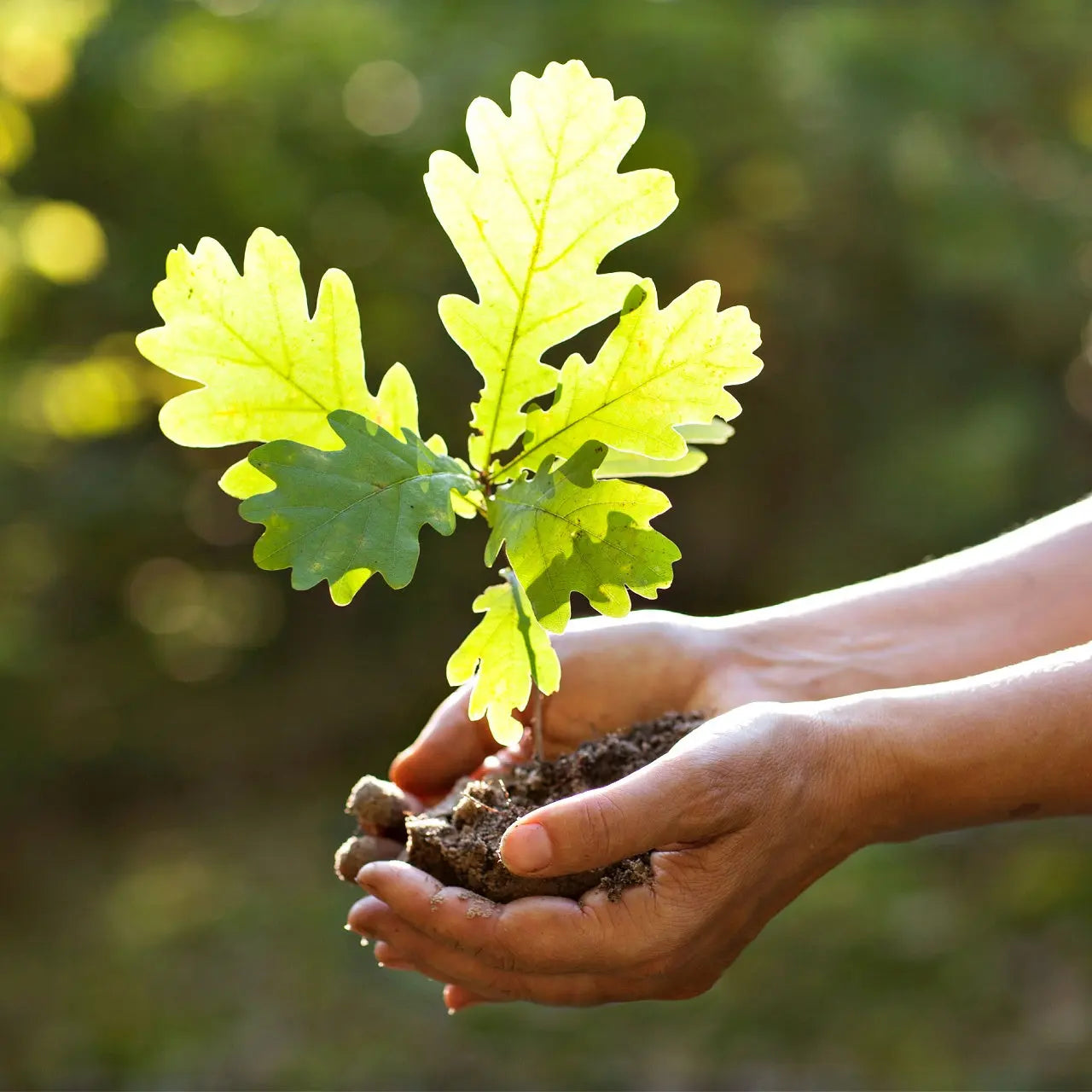 Young Black Oak seedling with green lobed leaves in cupped hands