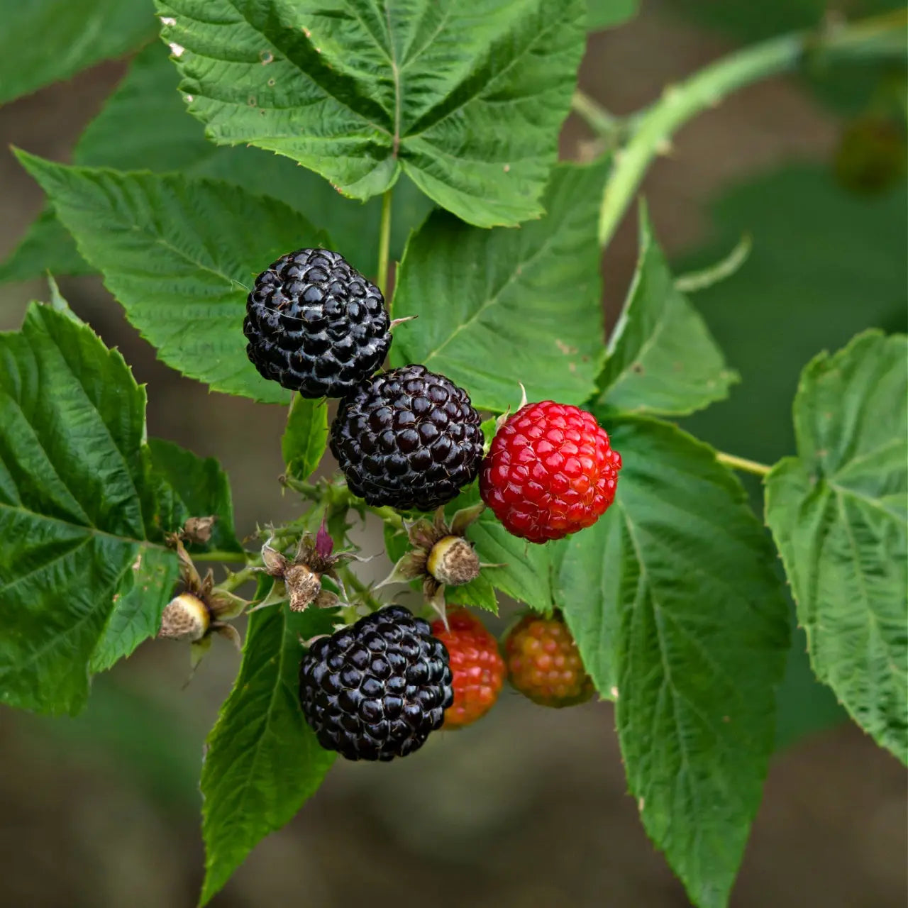 Ripe blackberries and red raspberry on Black Raspberry Plant with green leaves