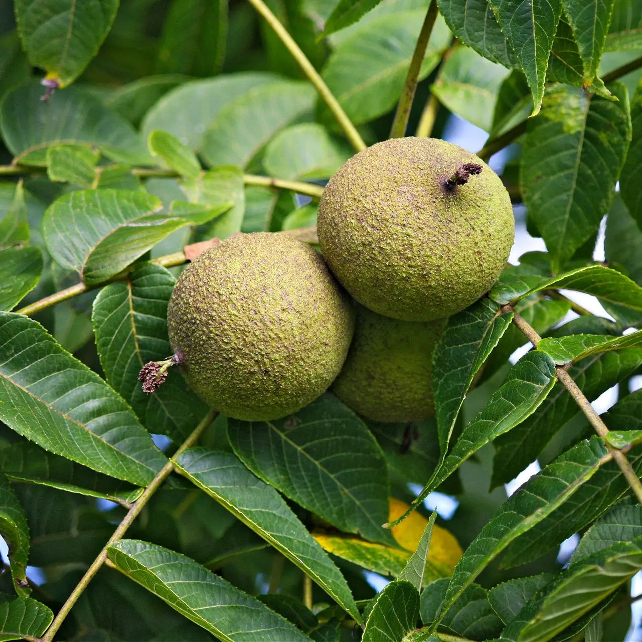 Two green bumpy black walnuts hanging from tree branch among lush leaves