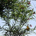 Monarch butterfly on Black Willow Tree with pink blossoms