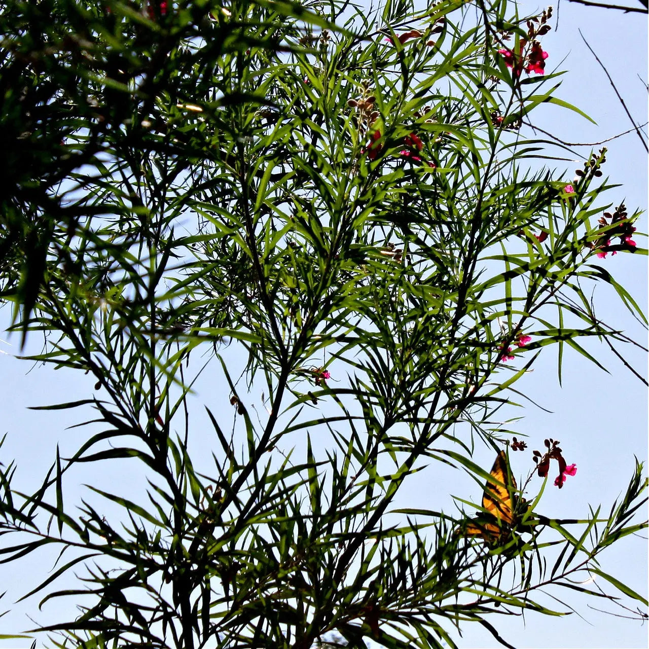 Monarch butterfly on Black Willow Tree with pink blossoms