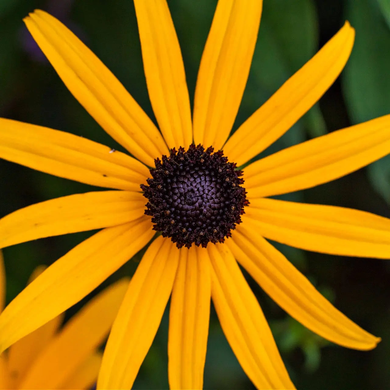 Vibrant yellow Black Eyed Susan flower with slender petals and dark purple center