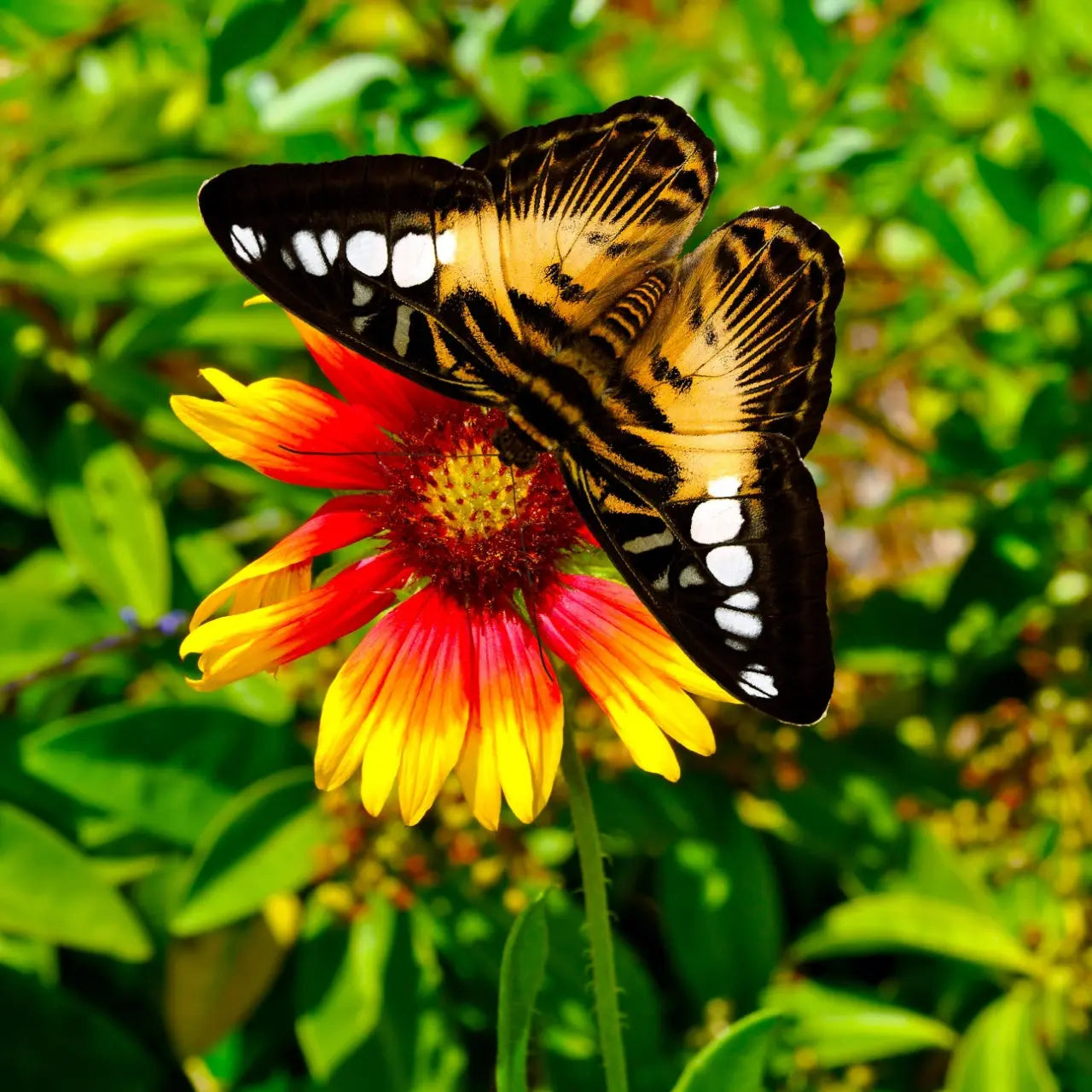 Black and yellow butterfly with white spots on Blanket Flower