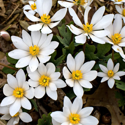 Blood root plant with white delicate curled petals and yellow centers among green leaves