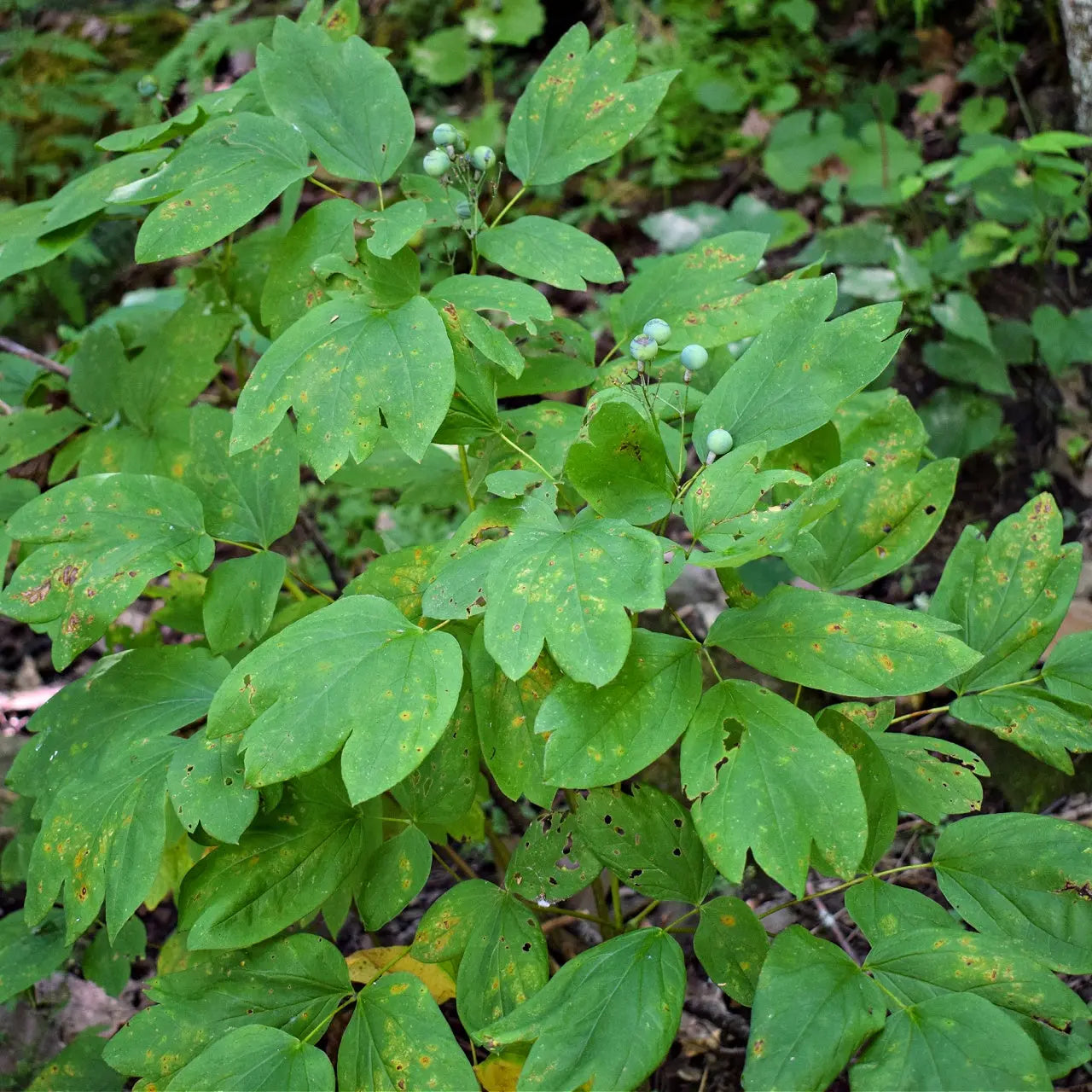 Blue Cohosh plant with vibrant green lobed leaves and light-green berries