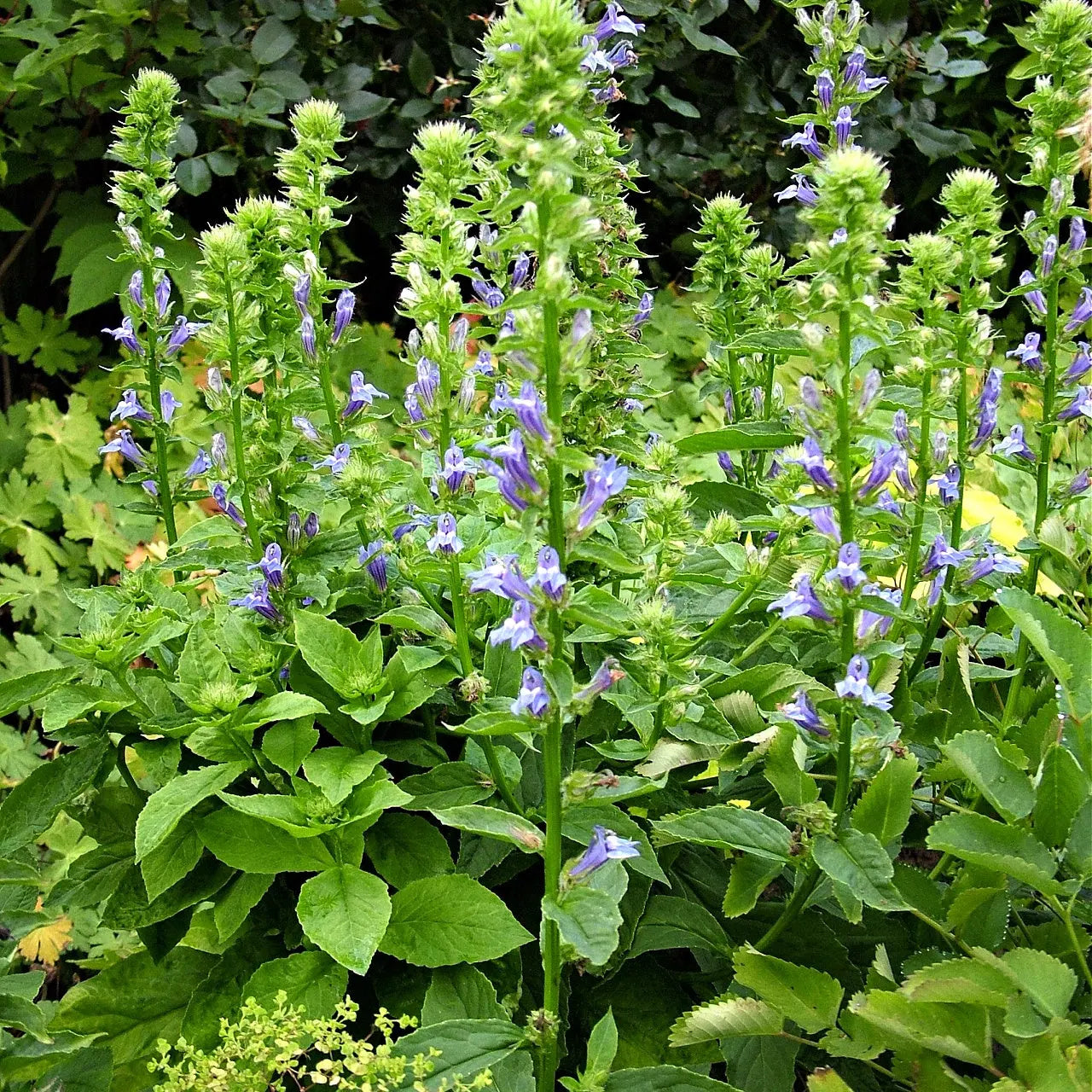 Tall green stems of Blue Lobelia Plant with purple flower clusters