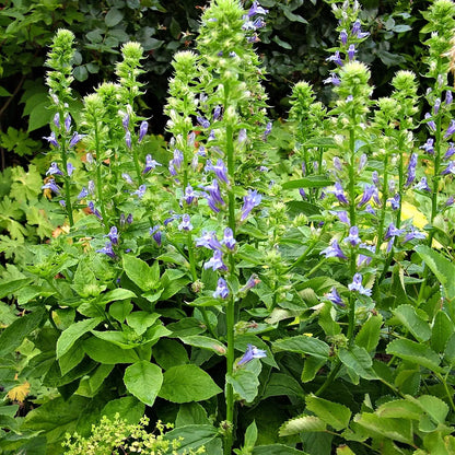 Tall green stems of Blue Lobelia Plant with purple flower clusters