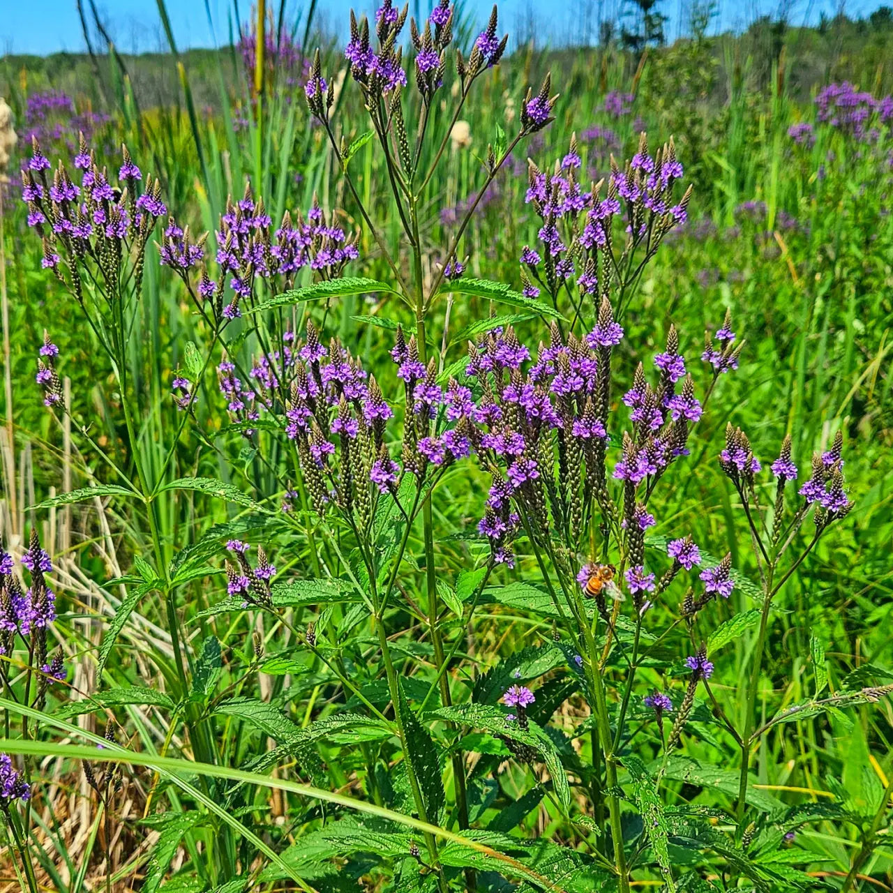 Purple verbena flowers with green stems and serrated leaves in sunlit meadow