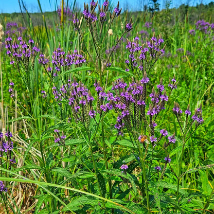 Purple verbena flowers with green stems and serrated leaves in sunlit meadow