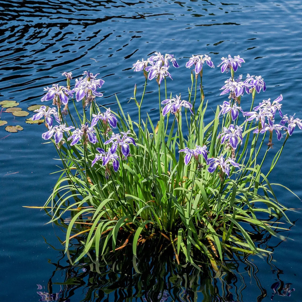 Vibrant purple Blue Flag Iris cluster with green stems at waters edge
